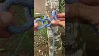 Incredible Bowline Knot With Quick Release  #knot #survivalknots #rope