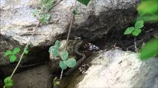 Zaskroniec ryboł&oacute;w (Natrix tessellata), fiume Vedeggio, Ticino.