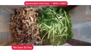 How to buy your breeding snail at a low price in Ogun, Abeokuta, Lagos State Nigeria 2021 #Snail
