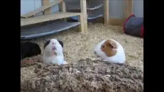 Unsere Meeris machen b&auml;&auml;&auml;&auml;h :P
