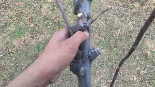 side effect of wrong❌ pruning on apple tree... must watch