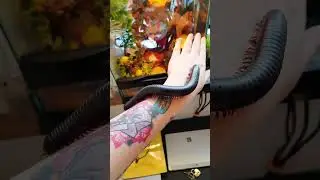 Giant African Millipede Crawls On Arm