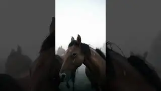 The greatest happiness on earth is on the back of horses #shorts #relaxing