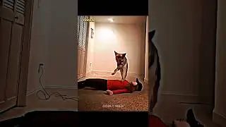 Dogs reaction to owners death prank 😂