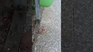 monkey falls from skyscraper #memes #funny #animals