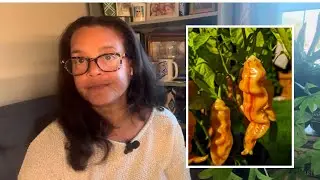 2025 Pepper Grow List - Because&hellip;&hellip;That&rsquo;s why 🫑🌶️