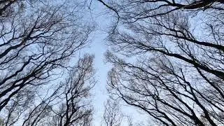 Peace in the woods - спокойствие в лесу