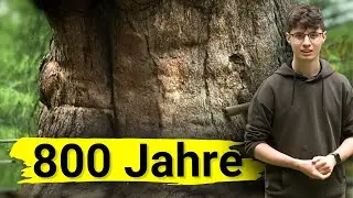 Europas älteste Lärche