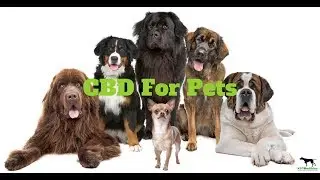 CBD For Pets: Buyers Guide to Choosing a Quality CBD for Your Dog