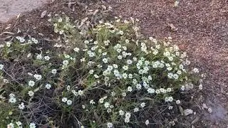 Droll - Bitter Flower [OFFICIAL WILDFLOWER VIDEO]