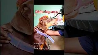 Mafia dog aura 👿☠️#doberman #dog #trending #shortvideo #shorts #dogshorts #doglove