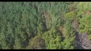 Non human creature moving huge trees caught by a drone. I don&rsquo;t see any animal other than Bigfoot