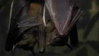 City of Innovation: Singapore &ndash; Batmen (60s)