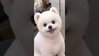 awoo #dog #foryou #fyp #viral #cute