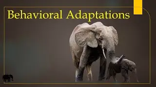 Behavioral Adaptations Grade5