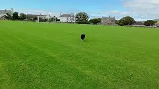 Border Collie Running Across Bignold Park, Kirkwall, Orkney Islands, UK &ndash; Aerial Drone View