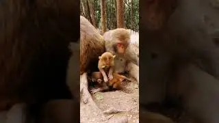 #shorts l monkey dance eat like snake eating mochi s&l food & travel cheryl m asmr monkey ji