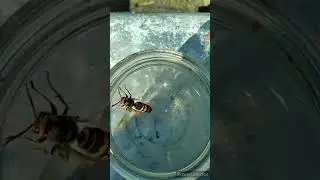 Вертикальный взлёт.🐝#shorts #шершень #hornet