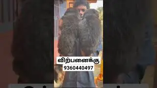 #dog #tamilnadu #top10dogs #chippiparaipuppy Jerman shephedt dog for sales
