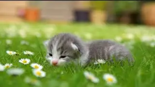 Cute Kitten & Loyal Dog Moments 🐶❤️