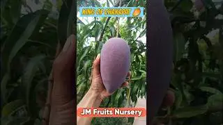 King Of Chakapat Mango 🥭 || JM Fruits Nursery || #agriculture #mangofarming ##jmfruitnursery