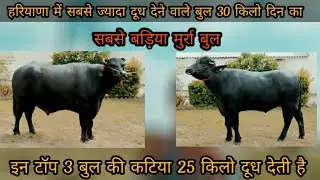 hldb top murrah bull | top Murrah bull semen | Top 3 murrah Bull nddb Abhimanyu | Drona | Rustam