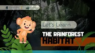 Jungle Jamboree: Unveiling the Rainforest's Wild Wonders!