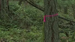 Six hectares of old growth saved through $1.6 million purchase in Central Saanich