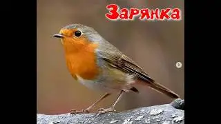 Заря́нка лат. Erithacus rubecula