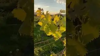 Exploring a beautiful Vineyard in Germany  🇩🇪