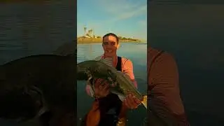 SPOTFIN CROAKER! (my biggest fish from shore!!)