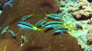 Dot-and-dash Goatfish, Parupeneus barberinus