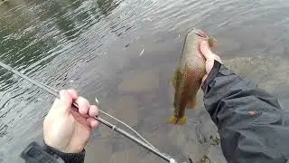 Spokane river fly fishing 11/4/2021