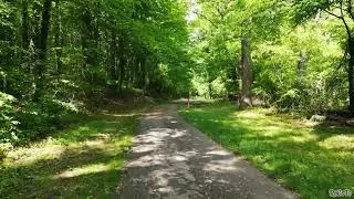 Tranquil Trails: A Drone's Journey Through a Sunlit Forest Path