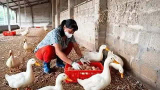 Hand Collecting Duck Eggs at Sunrise  Hard Life o