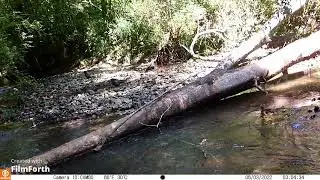 YARDDOG NATURE