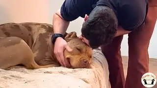 Nervous Rescue Dog Didn&rsquo;t Know Stairs Until Love Changed Everything Forever