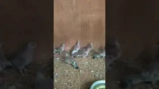 Des pigeons roussards (+22662605759)