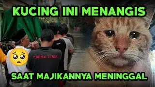 KISAH KUCING SEDIH DITINGGAL MAJIKAN UNTUK SELAMANYA