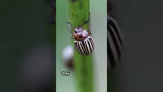 June Bugs: Understanding These Summer Beetles - Part 3 #shorts