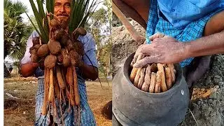 Oldest & Traditional Palm Sprouts - Gengul - Palmyra Sprout - Traditional Village Food