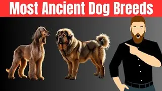 The 5 Most Ancient Dog Breeds in the World | Legendary Canine History