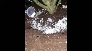 Feeding Cannabis plant