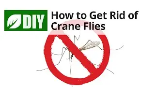 How to Get Rid of Crane Flies