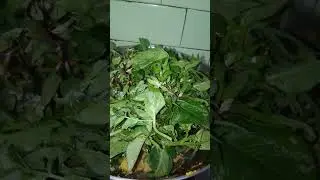 Alu ka sag methi ka sag Mater khesari aur bathua ka sag and alu mix sarso wali sabji recipe tasty 