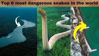 World's Largest Snakes: The Top 6 Titans of the Serpent Kingdom |Animalical|