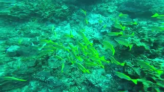School of Bluebanded Snapper