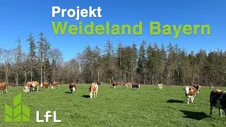 Wie gelingt ein guter Weideauftrieb? – Weideaustrieb auf Betrieb Freundorfer