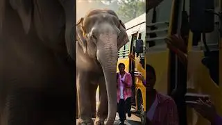 The Elephant Who Saved the Bus #ytshorts #aianimalfacts #elephant #elephantstories