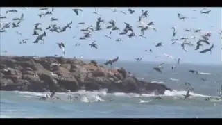 Pelicans Feeding